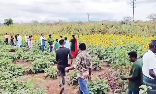 பூத்துக்குலுங்கும் சூரியகாந்தி பூக்கள் முன்பு செல்பி எடுக்க ரூ.25 கட்டணம்- சுற்றுலா பயணிகள் ஆர்வம்