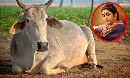 நாட்டு பசுமாடுகளை ராஜமாதாவாக அறிவித்தது மகாராஷ்டிரா அரசு