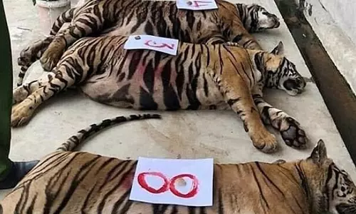 உயிரியல் பூங்காவில் புதுவகை வைரஸ் பாதிப்பு.. 47 புலிகள் பலி