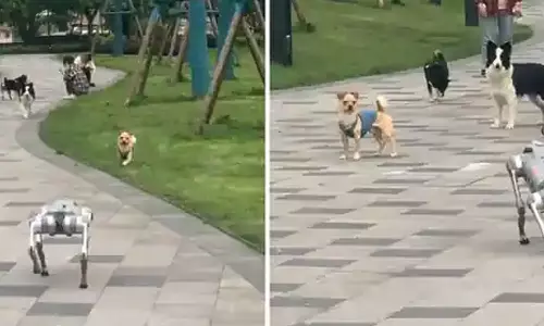 எந்திர நாயை கண்டு பதறிய செல்லப்பிராணிகள்- வீடியோ வைரல்