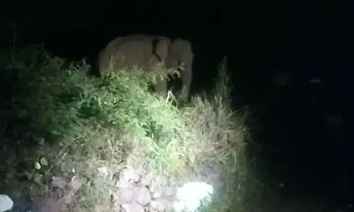 மேட்டுப்பாளையம்-கோத்தகிரி மலைப்பாதையில் உலாவரும் ஒற்றை காட்டு யானை