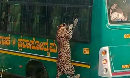 Leopard bus