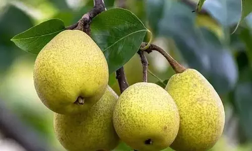 மருத்துவ குணம் நிறைந்த பேரிக்காய்