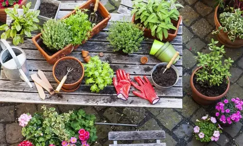 மனச்சோர்வை விரட்டும் வீட்டுத்தோட்டம்