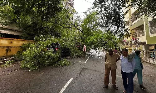 கோவை, நீலகிரியில் கனமழை: 10-க்கும் மேற்பட்ட இடங்களில் மரங்கள் முறிந்து விழுந்தன