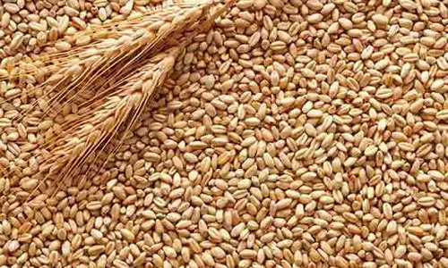 குறைந்தபட்ச ஆதரவு விலை: கோதுமை குவிண்டாலுக்கு ரூ.150 அதிகரிப்பு