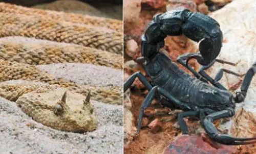 விஷமுள்ள பாம்பு, தேள்களை கண்டால் என்ன செய்ய வேண்டும்?- பாதுகாப்பு வழிமுறைகள் குறித்து நிபுணர்கள் விளக்கம்