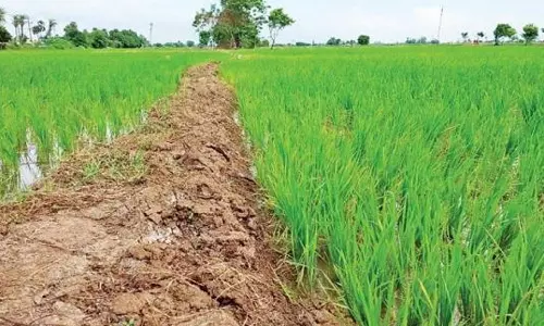 ஈரோட்டில் ஒரே ஆண்டில் 15 ஆயிரம் ஏக்கர் நெல் சாகுபடி பரப்பு குறைந்தது