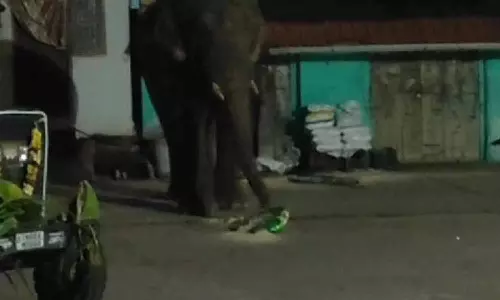 ஊருக்குள் புகுந்து மளிகை கடையை உடைத்து அரிசியை ருசித்த ஒற்றை காட்டு யானை