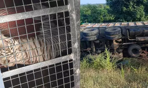 விலங்குகள் ஏற்றி சென்ற லாரி கவிழ்ந்தது- முதலைகள் தப்பி ஓடியதால் பரபரப்பு