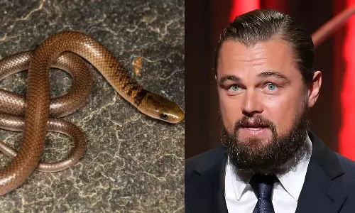 இமயமலையில் கண்டுபிடித்த பாம்பு இனத்துக்கு டைட்டானிக் நாயகனின் பெயர்.. ஏன் தெரியுமா?