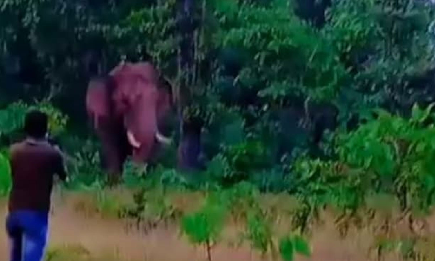காட்டு யானையுடன் நேருக்குநேர் நின்று செல்பி வாலிபரை மிதித்து கொன்ற(00)