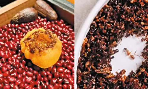 வறுத்த எறும்புகளுடன் பானிபூரி தயார்- வீடியோ வைரல்