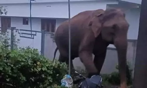 குடியிருப்புக்குள் புகுந்து ஒற்றை காட்டு யானை அட்டகாசம்