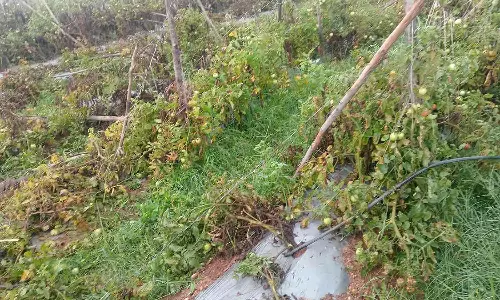 தக்காளி தோட்டம் நாசம் செய்து யானைகள் அட்டகாசம்