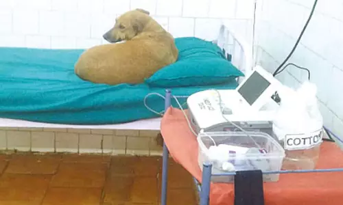 அரசு ஆஸ்பத்திரியின் அவசர சிகிச்சை பிரிவில் படுக்கையில் ஓய்வெடுத்த நாய்- பொதுமக்கள் அதிர்ச்சி