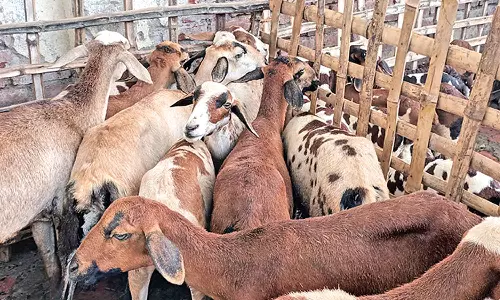 நங்கவள்ளி வார சந்தையில் தீபாவளி பண்டிகையை முன்னிட்டு  ரூ.2 கோடிக்கு ஆடுகள் விற்பனை