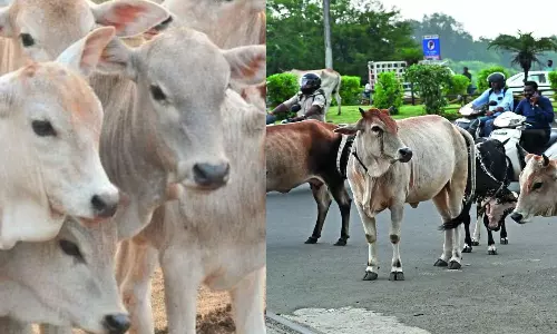 வாயில அடிங்க.. மாடுகளை  இனிமேல் மரியாதையா தான் கூப்பிடனும்.. பா.ஜ.க. அரசு அதிரடி உத்தரவு