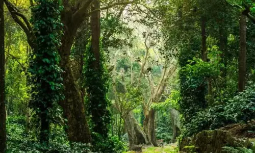 தமிழ்நாட்டில் உள்ள மொத்த வனப்பரப்பு எவ்வளவு?- பசுமை தமிழ்நாடு இயக்கம் அதிர்ச்சி தகவல்