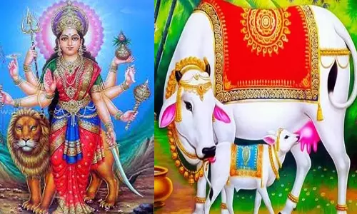 பசு பூஜை பராசக்தி பூஜைக்கு சமமாகும்