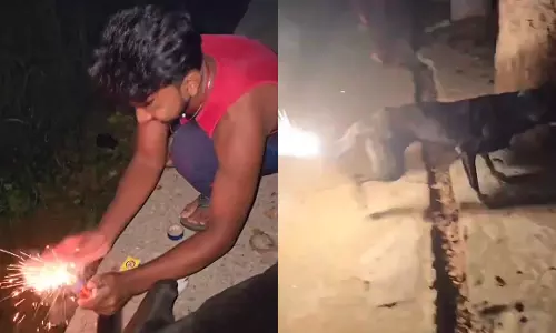 நாய் வாலில் பட்டாசை கட்டி வெடித்த வாலிபர்... கடும் நடவடிக்கை தேவை என நெட்டிசன்கள் ஆவேசம்