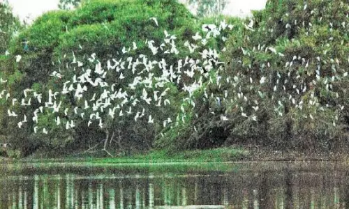 பறவைகளுக்காக 20 ஆண்டுகளாக பட்டாசு வெடிக்காமல் தீபாவளி கொண்டாடிய கிராம மக்கள்