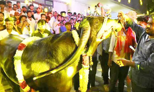 தெலுங்கானாவில் களை கட்டிய எருமைத் திருவிழா