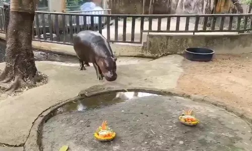 அமெரிக்க அதிபர் தேர்தலில் வெற்றி யாருக்கு?: வைரலாகும் நீர் யானையின் கணிப்பு வீடியோ