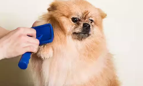 வீடு தேடி வரும் நடமாடும் நாய்கள் அழகு நிலையம்