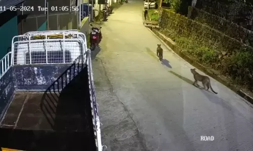 வால்பாறையில் ஊருக்குள் புகுந்த 2 சிறுத்தைகள்- கண்காணிப்பு கேமராவில் பதிவு