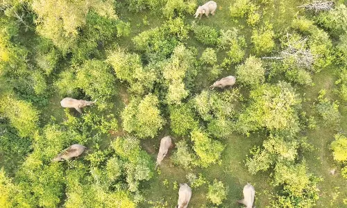 நொகனூர் வனப்பகுதியில் 20 யானைகள் முகாம்- கிராம மக்களுக்கு வனத்துறை எச்சரிக்கை