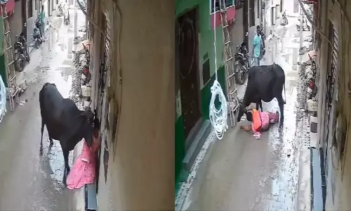 கொடூரமாக தாக்கிய மாடு.. துணிச்சலாக போராடிய சிங்க பெண் - வைரலாகும் வீடியோ