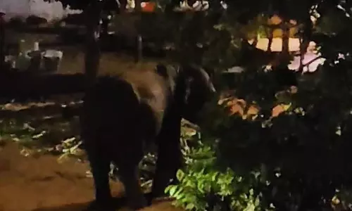 தோட்டத்திற்குள் புகுந்து கால்நடை தீவனங்களை ருசித்த காட்டு யானைகள்