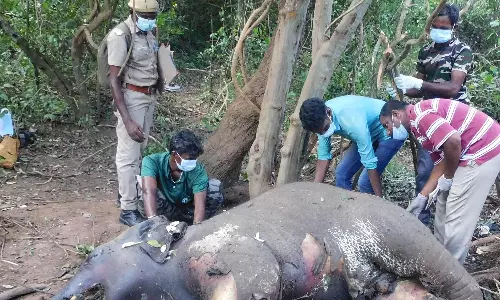 உடுமலை வனப்பகுதியில் இறந்து கிடந்த குட்டி யானை