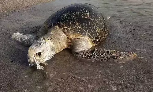 தூத்துக்குடி கடற்கரையில் அழுகிய நிலையில் ஒதுங்கிய 100 கிலோ எடை கொண்ட அரிய வகை கடல் ஆமை