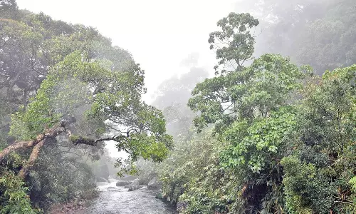 மேற்கு தொடர்ச்சி மலையில் கனமழை- ஊத்து, நாலுமுக்கு எஸ்டேட்டுகளில் தலா 8 செ.மீ. மழை பதிவு