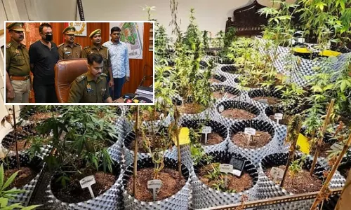 வீட்டிற்குள் 80 தொட்டிகளில் கஞ்சா செடிகள் வளர்த்து விற்பனை செய்து வந்த நபர் கைது