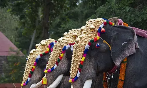 கோவில் திருவிழாக்களில் 3 மணி நேரத்திற்கு மேல் யானைகளை நிறுத்தி வைக்கக்கூடாது- கேரளா ஐகோர்ட்