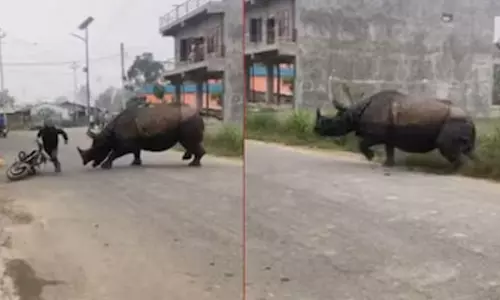 ஊருக்குள் புகுந்த காண்டாமிருகம்: பீதி அடைந்த மக்கள்- வைரலாகும் வீடியோ