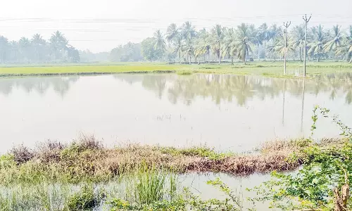 50 ஏக்கர் சம்பா, தாளடி பயிர்கள் மழைநீரில் மூழ்கின- வாய்க்கால்கள் தூர்வாராததே காரணம் என விவசாயிகள் குற்றச்சாட்டு