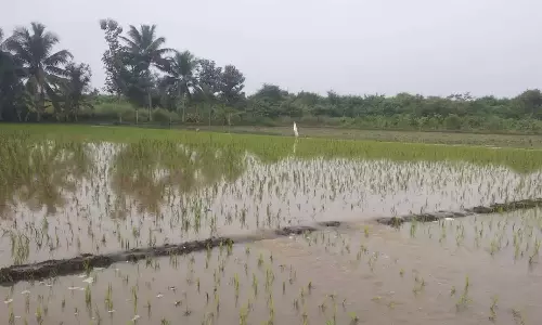டெல்டா மாவட்டங்களில் தொடர் மழை : வயல்களில் தண்ணீர் புகுந்து பயிர்கள் மூழ்கி சேதம்