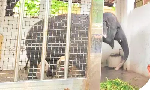 பாகன் நினைவில் 3-வது நாளாக சாப்பிடாத தெய்வானை