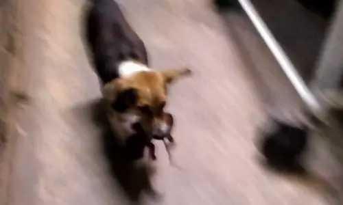 மேற்கு வங்கத்தில் மருத்துவமனை கழிவறையில் பிறந்த குழந்தை... தெருநாய் கவ்விச்சென்ற அதிர்ச்சி சம்பவம்