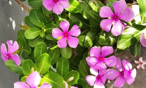 சர்க்கரை, புற்றுநோயை குணப்படுத்தும் நித்திய கல்யாணி