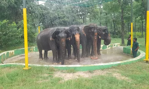 திருச்சி மறுவாழ்வு மையத்தில் பிரத்யேகமாக பராமரிக்கப்படும் யானைகள்