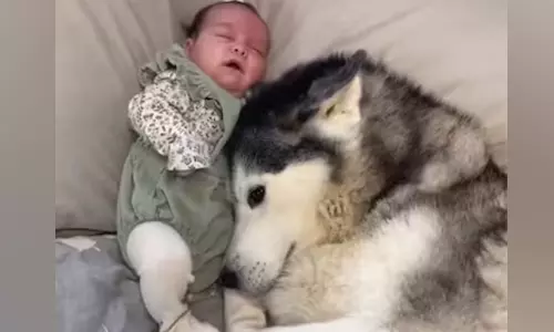 பாசத்தில் நாய்களை மிஞ்ச ஆள் இல்லை- வைரலாகும் வீடியோ