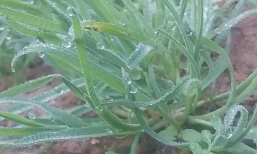 குன்னூரில் கடும் நீர்பனிப்பொழிவு- குளிரால் மக்கள் அவதி