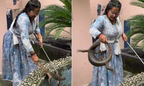 ராட்சத பல்லியை வெறும் கைகளால் பிடித்த பெண்