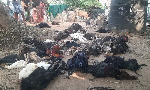 அம்மாபேட்டை அருகே கொட்டகையில் புகுந்து சேவல்களை கடித்து கொன்ற நாய்கள்