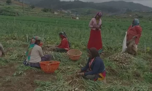 நீலகிரி மலைப்பூண்டு விலை திடீர் வீழ்ச்சி- உற்பத்தியாளர்கள் கவலை